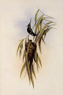 Roosting: De Lalande's Cephalepis Delalandi