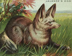 Canines: Lalande's Dog