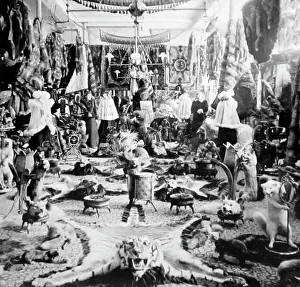 Taxidermy: Lalibertes Fur Parlour, Quebec, Canada, Victorian period