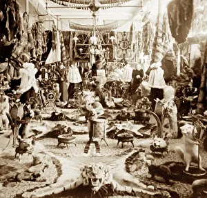 Taxidermy: Lalibertes Fur Parlour, Quebec, Canada, Victorian period