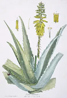 Asparagaceae: L'aloe commun, aloe vera