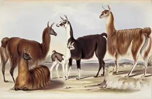 Menagerie: Lama glama, llama