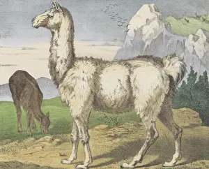 Herbivores: Lama, by Jos. Scholz