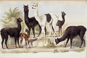 Menagerie: Lama pacos, alpaca