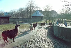 Enclosure: Lamas in Kaliningrad zoo, 1995