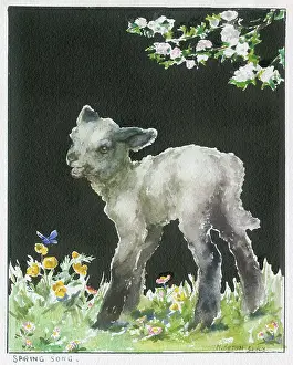 Orton: A Lamb standing in meadow