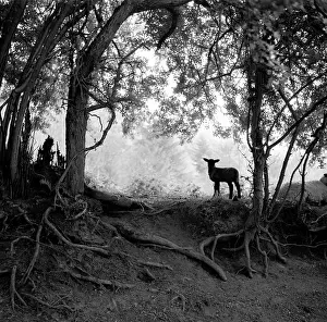 The Norman Synge Waller Budd Collection: A Lamb in a Worcestershire Wood