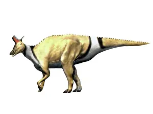 Lambei: Lambeosaurus dinosaur