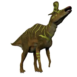 Lambei: Lambeosaurus dinosaur on white background
