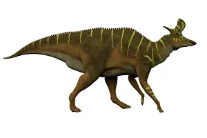 Lambei: Lambeosaurus dinosaur on white background