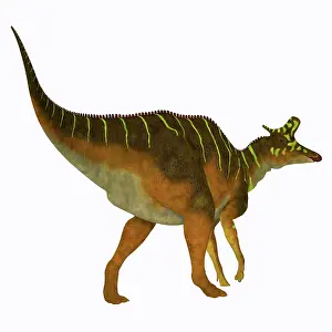Lambei: Lambeosaurus dinosaur on white background