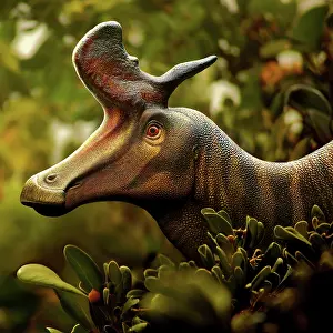 Lambei: Lambeosaurus portrait