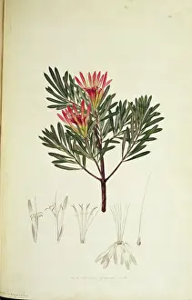 Geomorphology: Lambertia formosa, honey flower