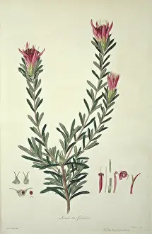 Formosa: Lambertia formosa, mountain devil