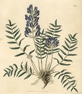 Lamberti: Lambert's oxytropis, Oxytropis lamberti