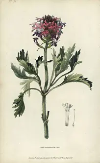 Lamberti: Lambert's vervain, Verbena lamberti