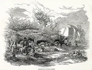 Lambing: LAMBING 1846