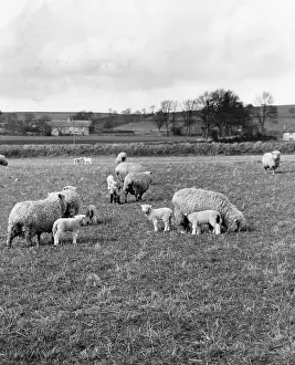 Ewes: THE LAMBING SEASON