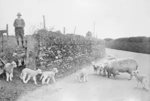 Lambing: LAMBING SEASON