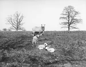 Lambing: THE LAMBING SEASON