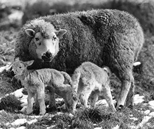 Lambing: THE LAMBING SEASON