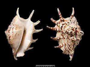 Conch: Lambis lambis, common spider conch