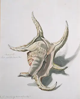 Conch: Lambris chiragra, spider conch