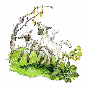 Catkins: Two Lambs