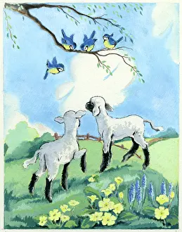 Tits: Lambs and Blue Tits