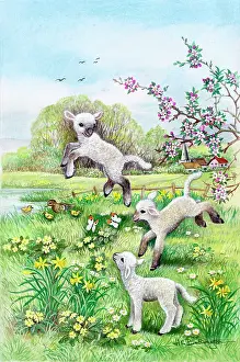 Babington: Three lambs with butterflies