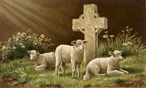 Lambs: Lambs and Cross