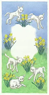 Daffodills: Five lambs and daffodills