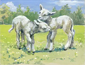 Orton: Two lambs in a field