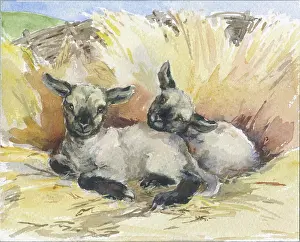 Fold: Two lambs lying down in a fold