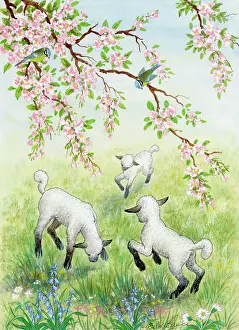 Three lambs in a meadow