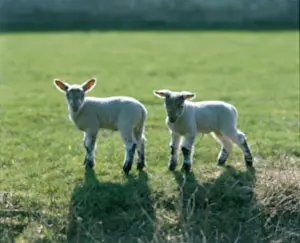 Lynch: Two lambs standing in a field