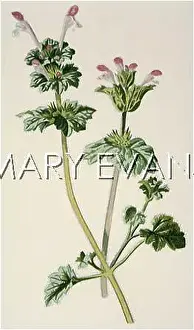 Lamium: LAMIUM AMPLEXICAULE