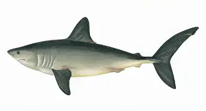 Mackerel: Lamna nasus, or Porbeagle