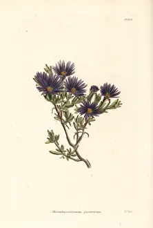 Mesembryanthemum: Lampranthus glomeratus