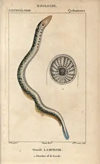 Marinus: Lamprey, Petromyzon marinus