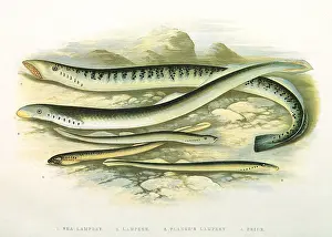 Spotty: Five Lampreys