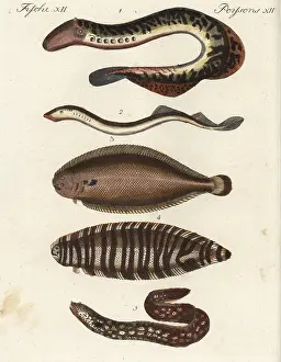 Moray: Lampreys, sole, sea zebra and eel