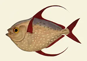 Guttatus: Lampris guttatus