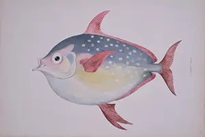 Haddock: Lampris guttatus, opah