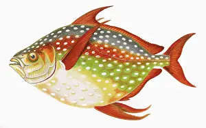 Haddock: Lampris guttatus, or Opah