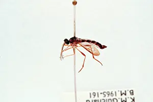 Larva: Lampromyia sp. fly
