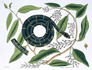 Slow: Lampropeltis getulus, chain snake