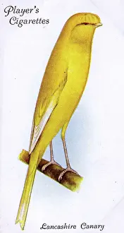 Canaries: Lancashire Canary (Coppy)