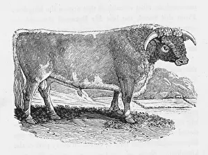 Suited: LANCASHIRE LONGHORN