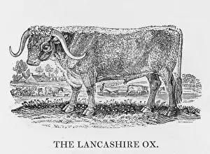 Suited: LANCASHIRE LONGHORN OX